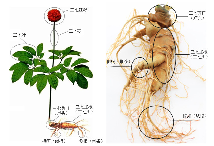 三七剪口是什么意思？