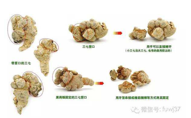 三七剪口