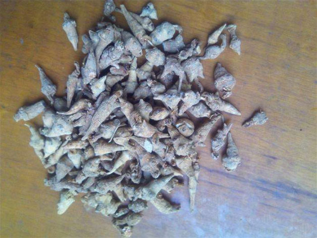 发霉三七